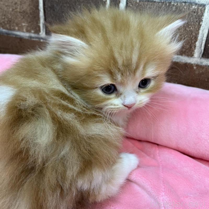 販売中の東京都のスコティッシュフォールド-135266の2枚目