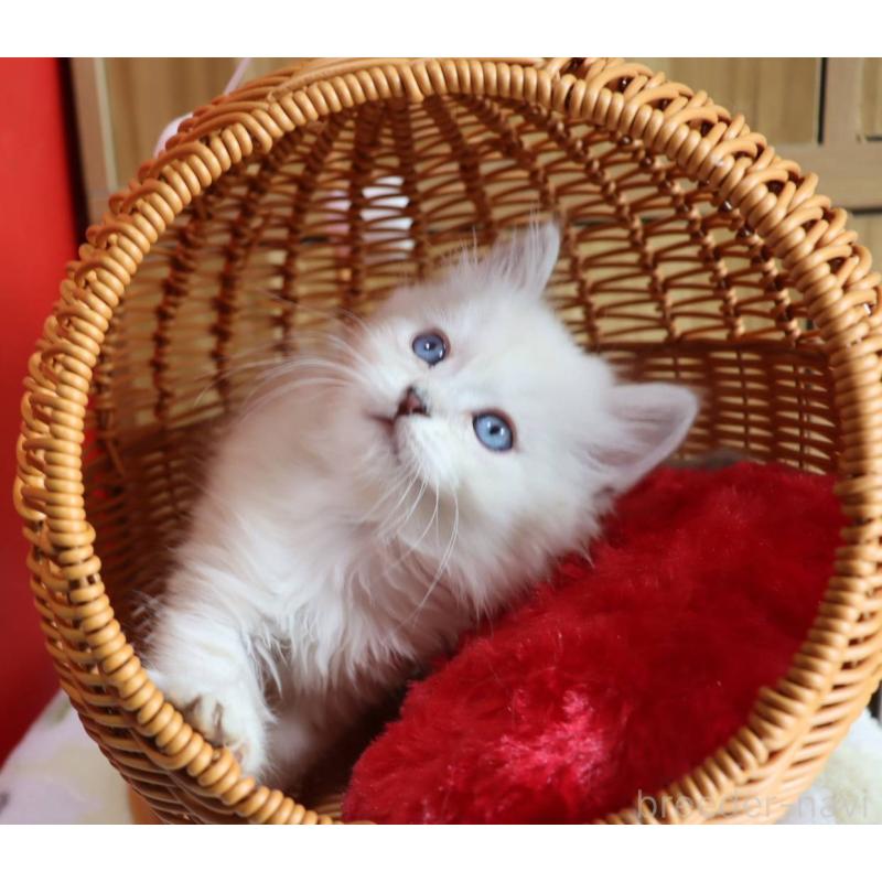 販売中の千葉県のサイベリアン-133182の7枚目