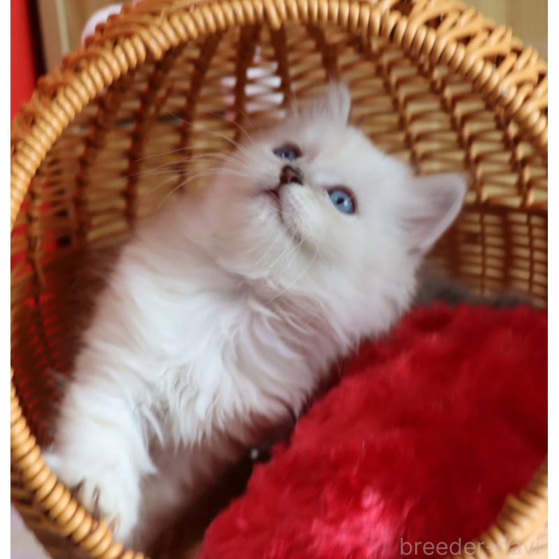 販売中の千葉県のサイベリアン-133182の6枚目