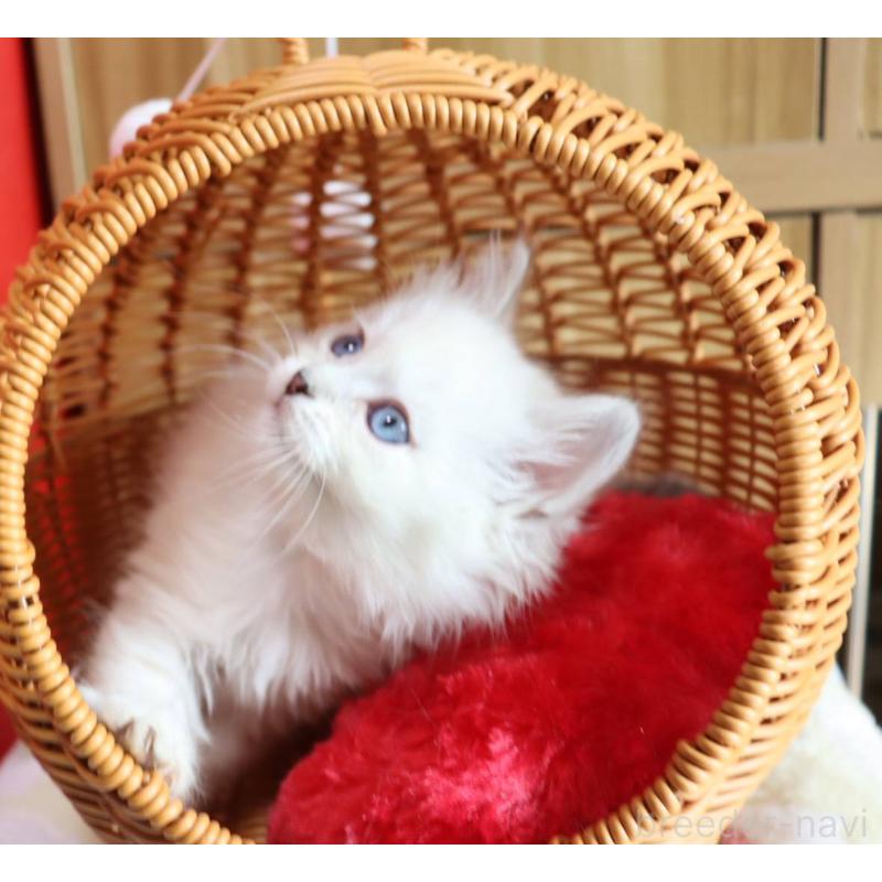 販売中の千葉県のサイベリアン-133182の5枚目