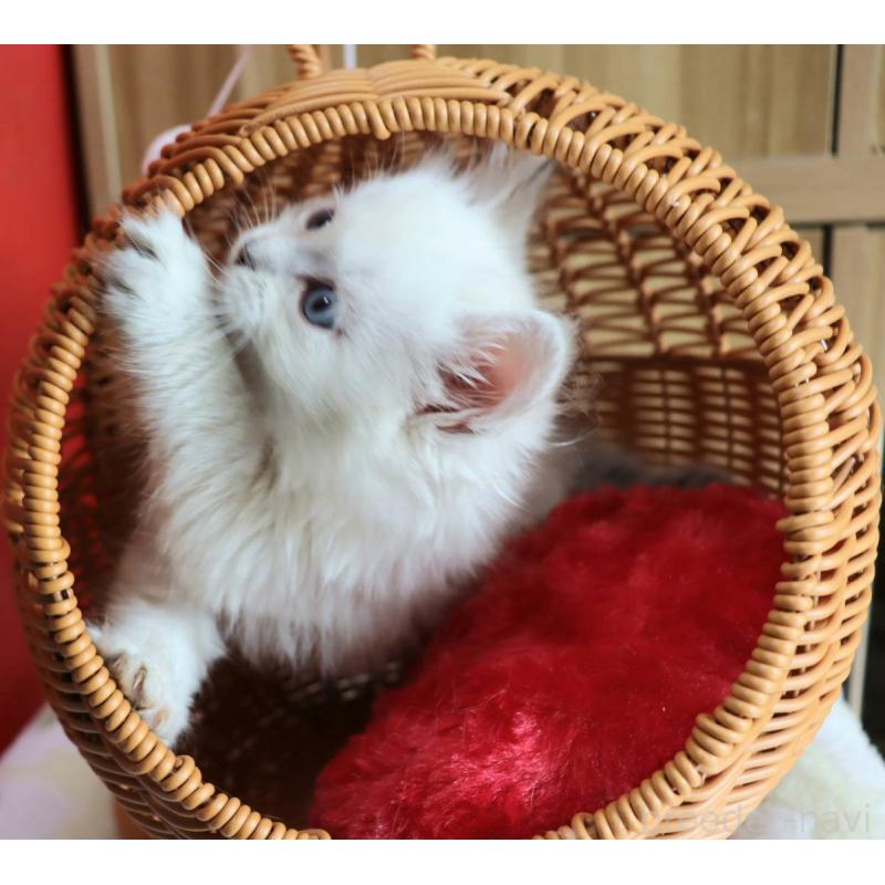 販売中の千葉県のサイベリアン-133182の4枚目