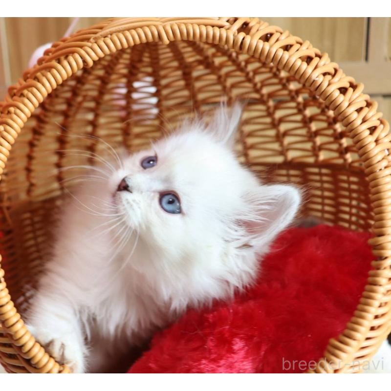 販売中の千葉県のサイベリアン-133182の3枚目