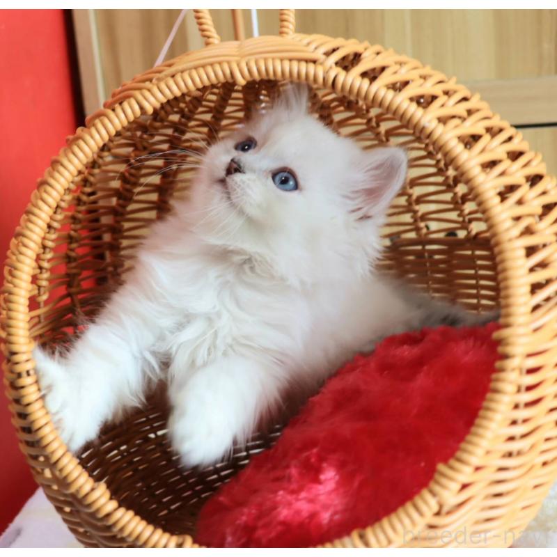 販売中の千葉県のサイベリアン-133182の2枚目