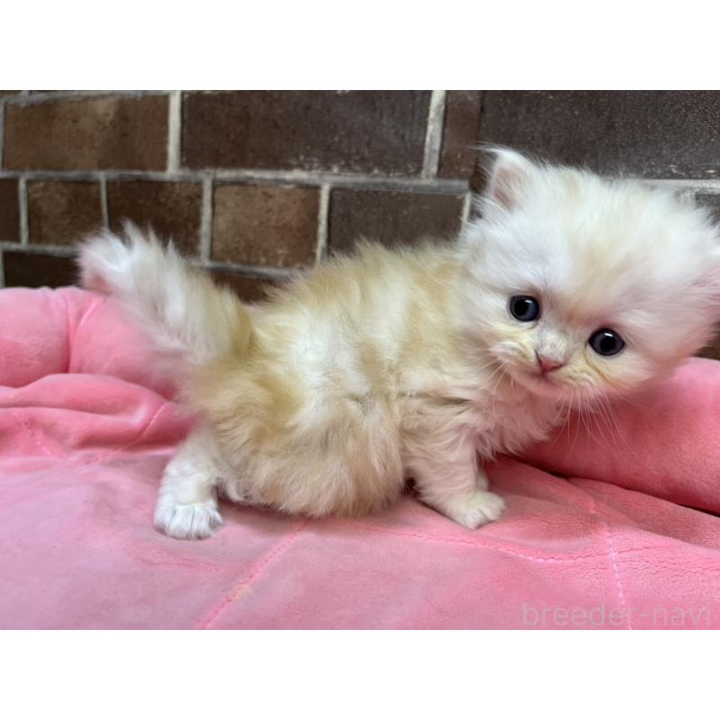 販売中の東京都のスコティッシュフォールド-135267の10枚目