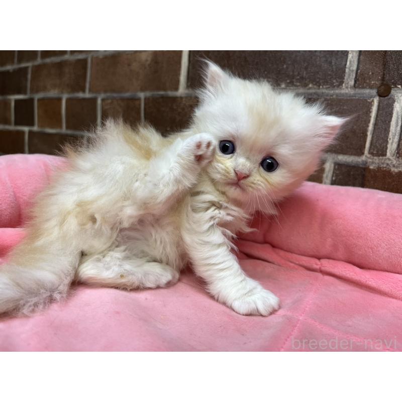 販売中の東京都のスコティッシュフォールド-135267の9枚目