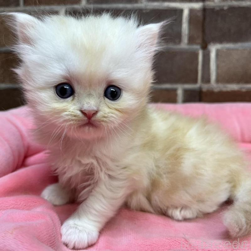 販売中の東京都のスコティッシュフォールド-135267