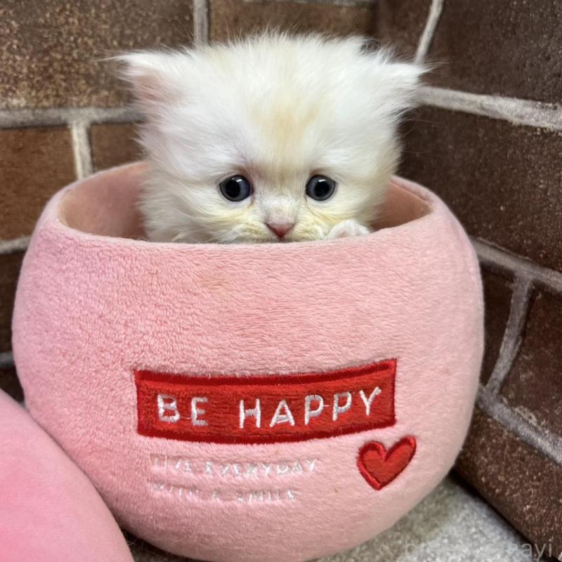 販売中の東京都のスコティッシュフォールド-135267の7枚目