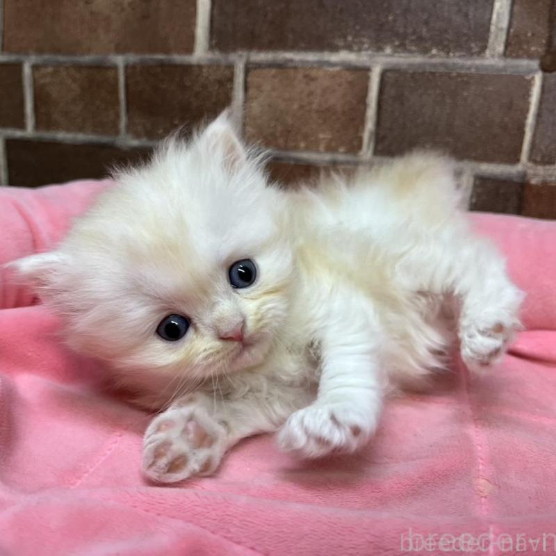 販売中の東京都のスコティッシュフォールド-135267の6枚目