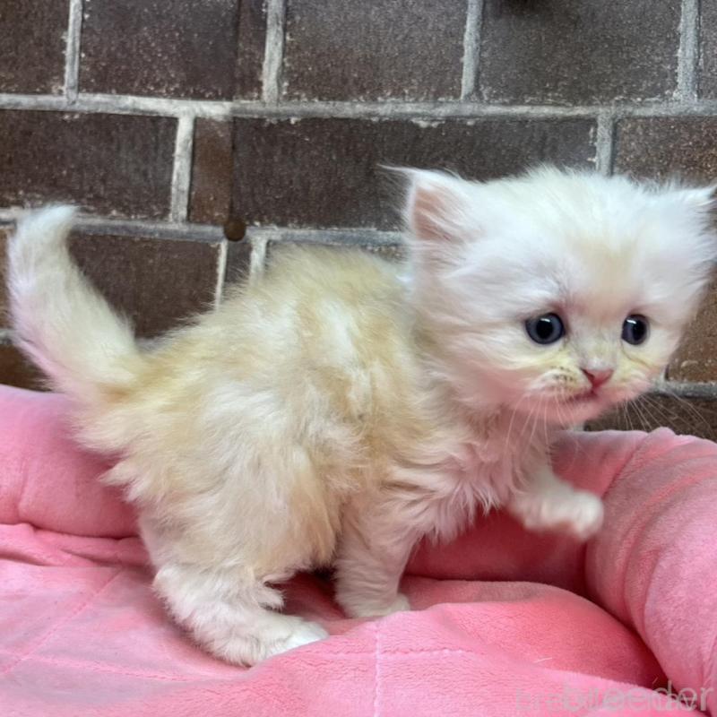 販売中の東京都のスコティッシュフォールド-135267の3枚目