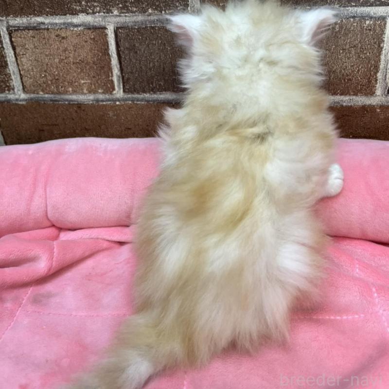 販売中の東京都のスコティッシュフォールド-135267の2枚目