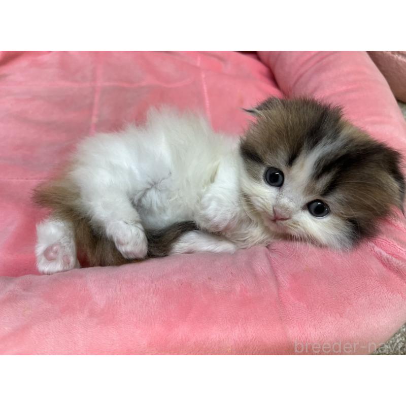 販売中の東京都のスコティッシュフォールド(折れ耳)-135268の8枚目