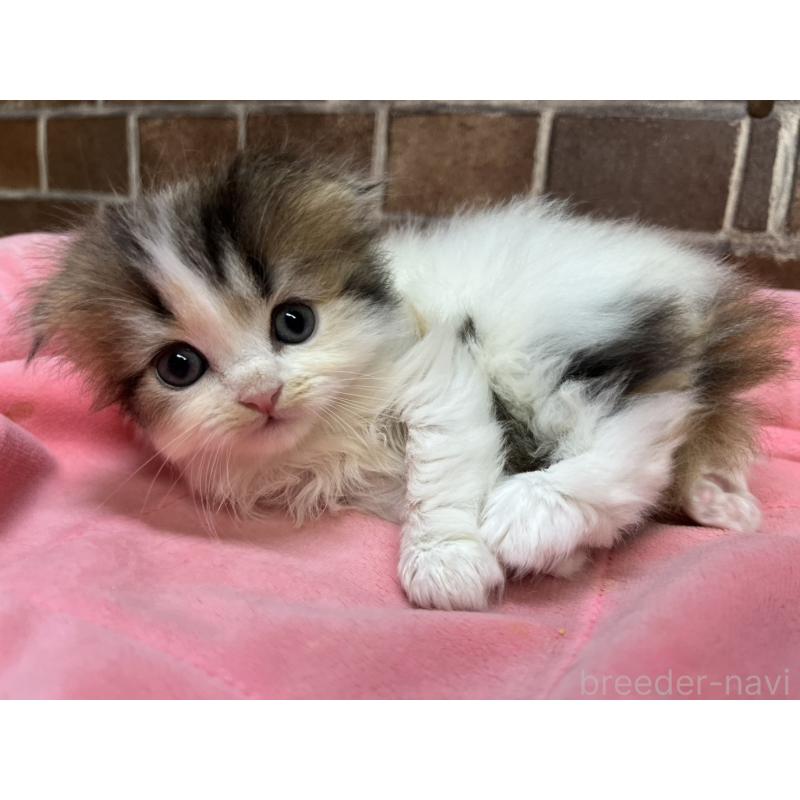 販売中の東京都のスコティッシュフォールド(折れ耳)-135268の6枚目