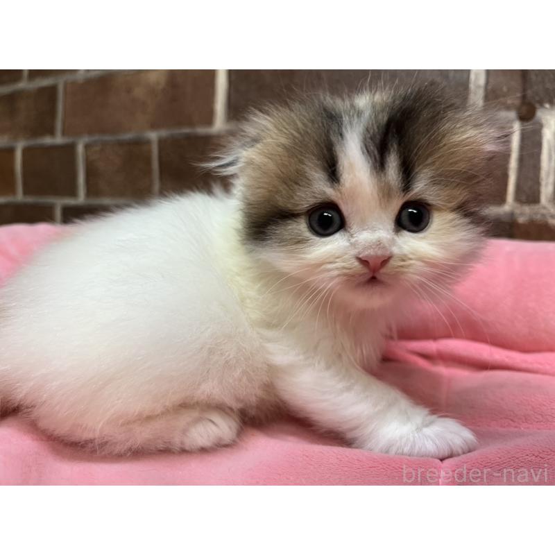 販売中の東京都のスコティッシュフォールド(折れ耳)-135268の5枚目