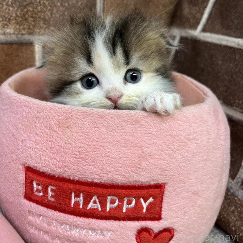 販売中の東京都のスコティッシュフォールド(折れ耳)-135268の3枚目