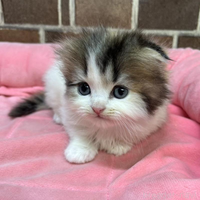 販売中の東京都のスコティッシュフォールド(折れ耳)-135268の2枚目