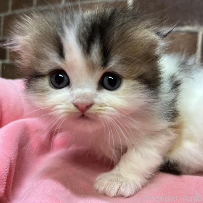 販売中の東京都のスコティッシュフォールド(折れ耳)-135268