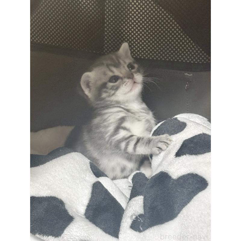 販売中の宮崎県のスコティッシュフォールド-134616の5枚目