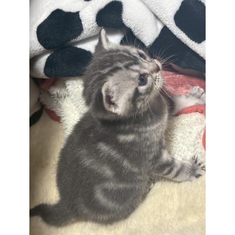 販売中の宮崎県のスコティッシュフォールド-134616の4枚目