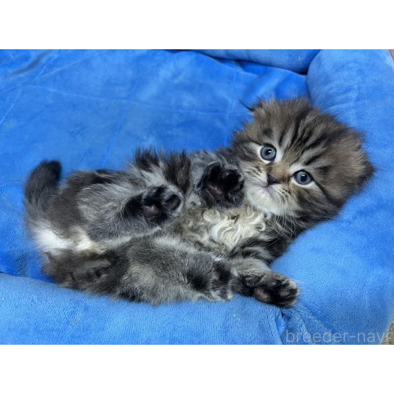 販売中の東京都のスコティッシュフォールド(折れ耳)-135269の11枚目