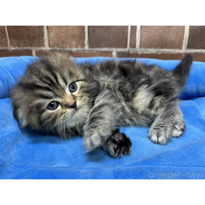 販売中の東京都のスコティッシュフォールド(折れ耳)-135269の9枚目