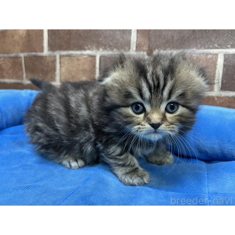販売中の東京都のスコティッシュフォールド(折れ耳)-135269の10枚目