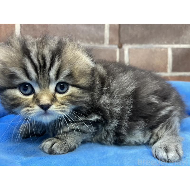 販売中の東京都のスコティッシュフォールド(折れ耳)-135269の8枚目