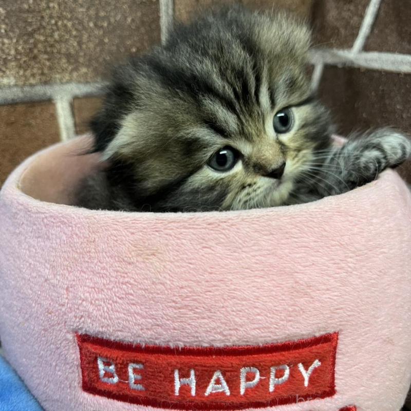 販売中の東京都のスコティッシュフォールド(折れ耳)-135269の6枚目