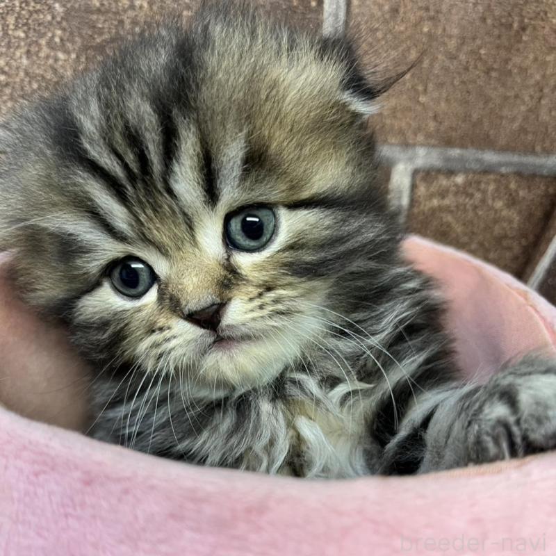 販売中の東京都のスコティッシュフォールド(折れ耳)-135269の5枚目