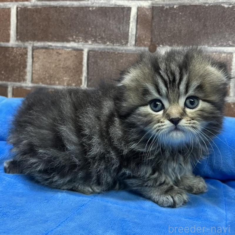 販売中の東京都のスコティッシュフォールド(折れ耳)-135269の3枚目