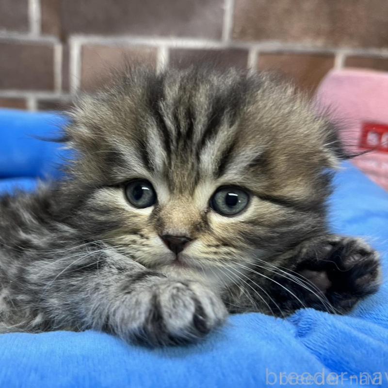 販売中の東京都のスコティッシュフォールド(折れ耳)-135269