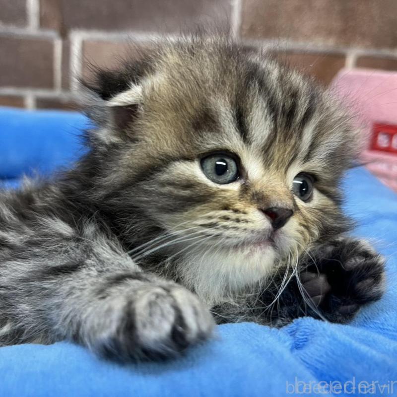 販売中の東京都のスコティッシュフォールド(折れ耳)-135269の2枚目