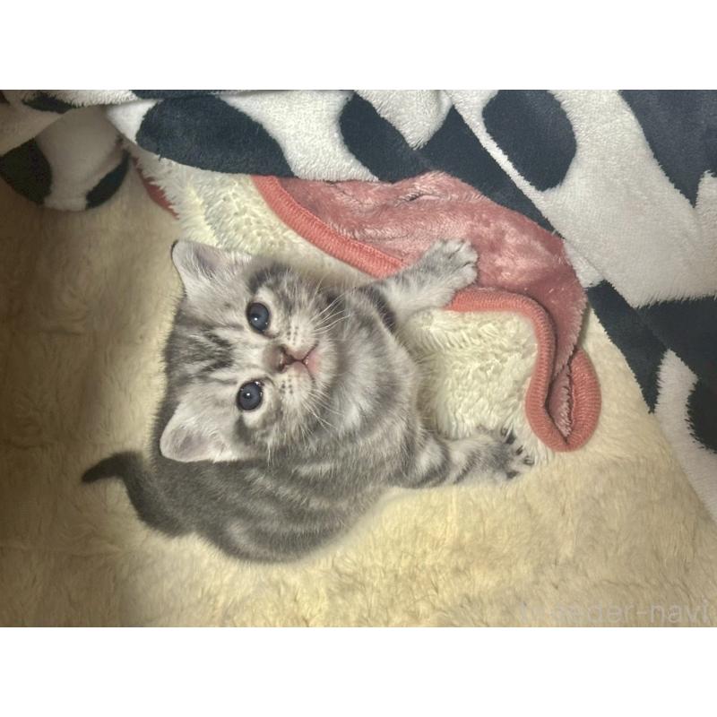 販売中の宮崎県のスコティッシュフォールド-134616の3枚目