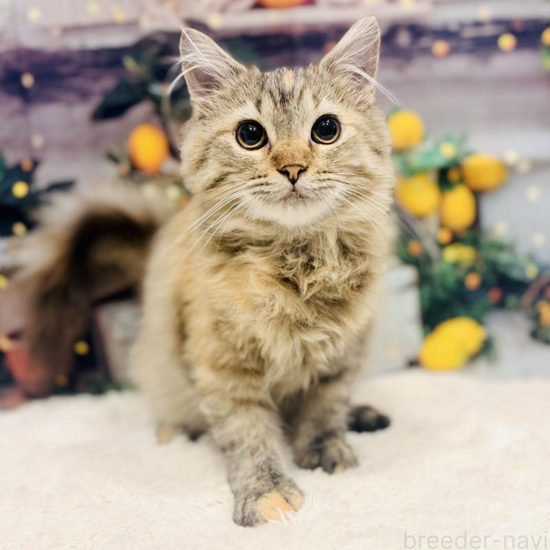 販売中の岐阜県のサイベリアン-131703