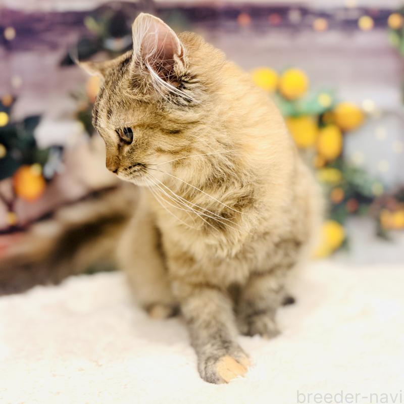 販売中の岐阜県のサイベリアン-131703の2枚目