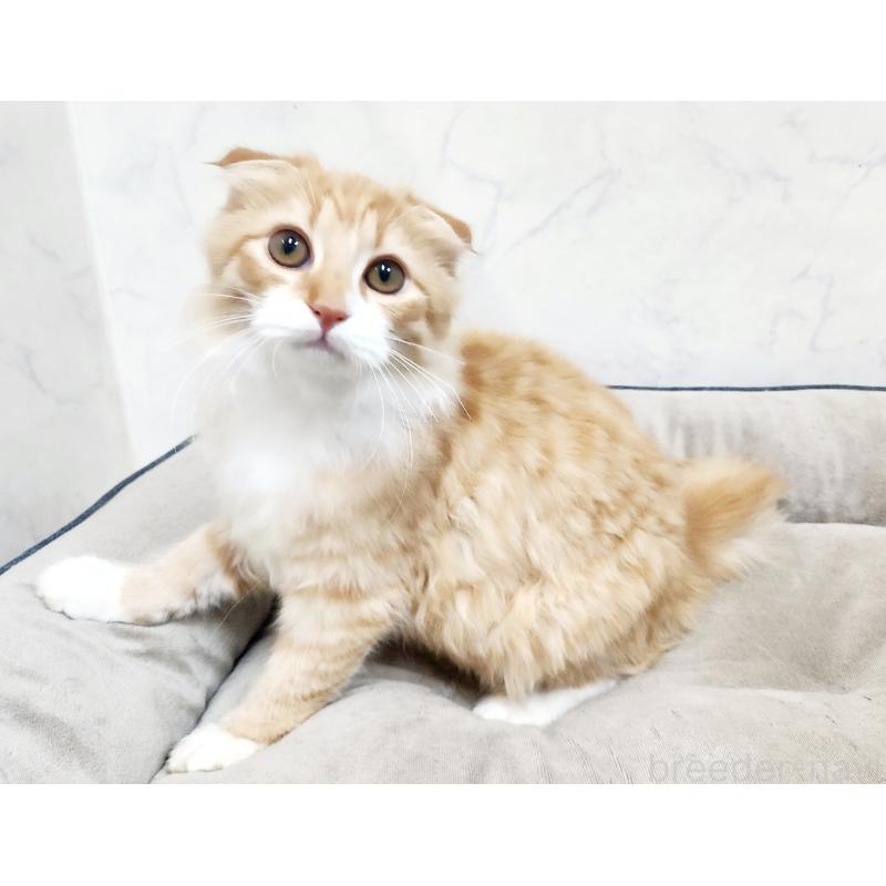 販売中の北海道のスコティッシュフォールド-128925の7枚目