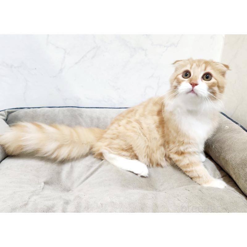 販売中の北海道のスコティッシュフォールド-128925の5枚目