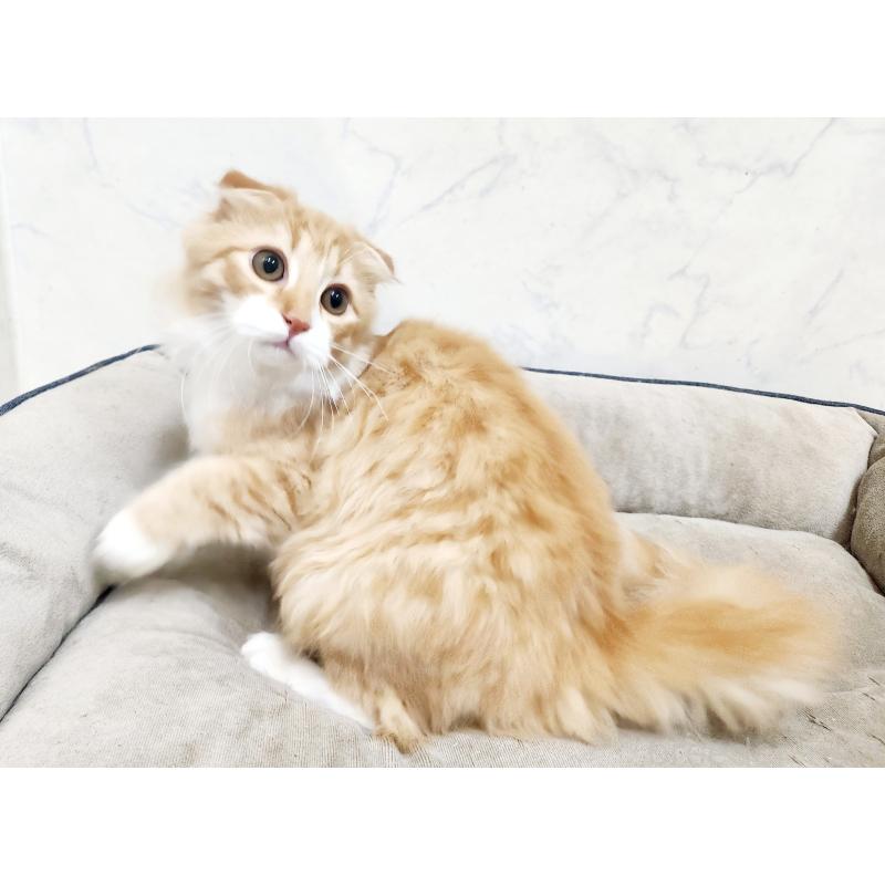 販売中の北海道のスコティッシュフォールド-128925の3枚目