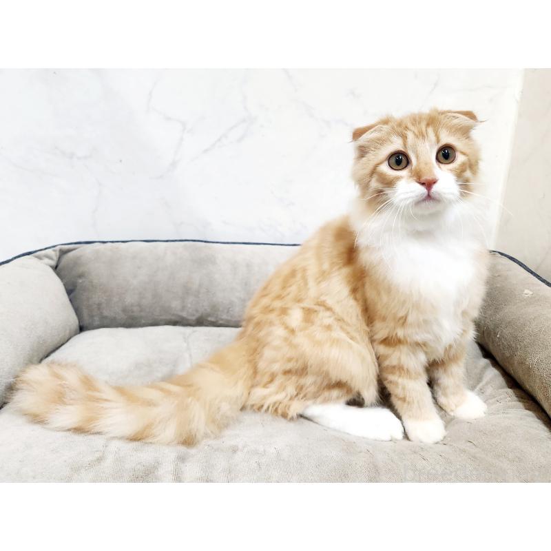 販売中の北海道のスコティッシュフォールド-128925の2枚目