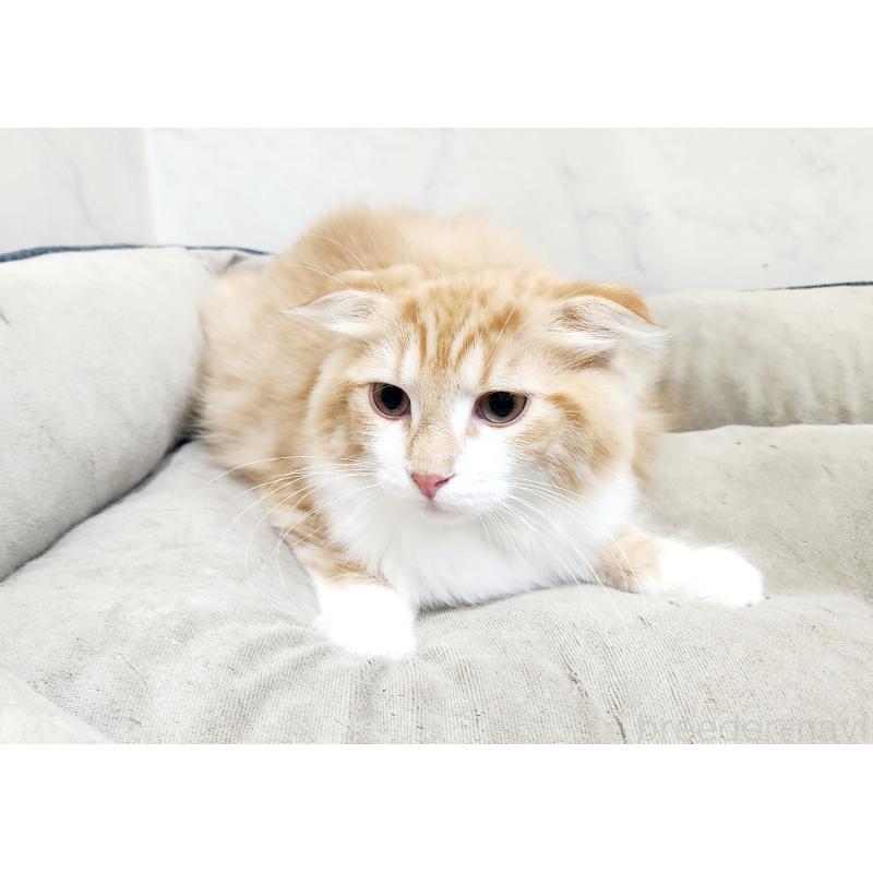 販売中の北海道のスコティッシュフォールド-128923の3枚目