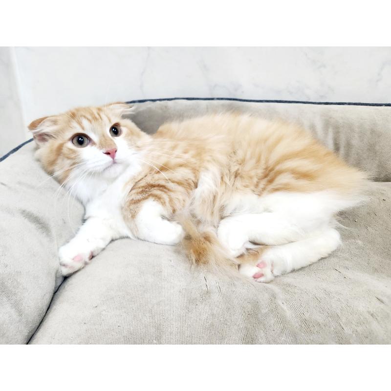 販売中の北海道のスコティッシュフォールド-128923の2枚目