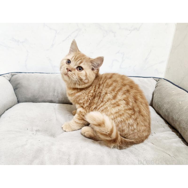 販売中の北海道のスコティッシュフォールド-135270の6枚目