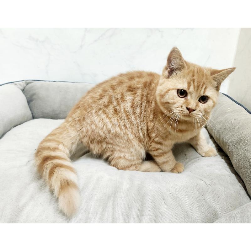 販売中の北海道のスコティッシュフォールド-135270の5枚目