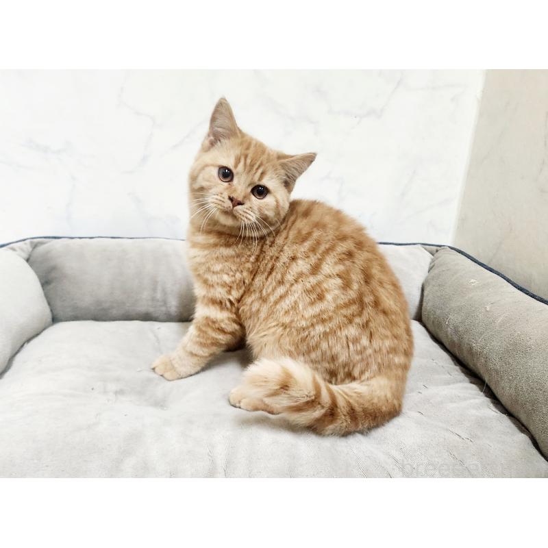 販売中の北海道のスコティッシュフォールド-135270の4枚目