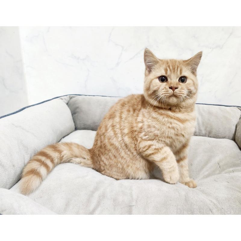 販売中の北海道のスコティッシュフォールド-135270の3枚目