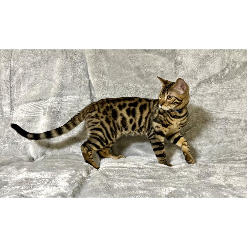 販売中の福岡県のベンガル-128577の5枚目