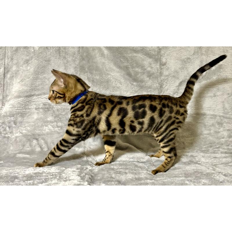 販売中の福岡県のベンガル-128577の3枚目