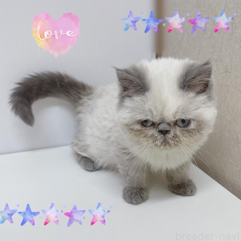 販売中の東京都のエキゾチックショートヘア-132035の4枚目