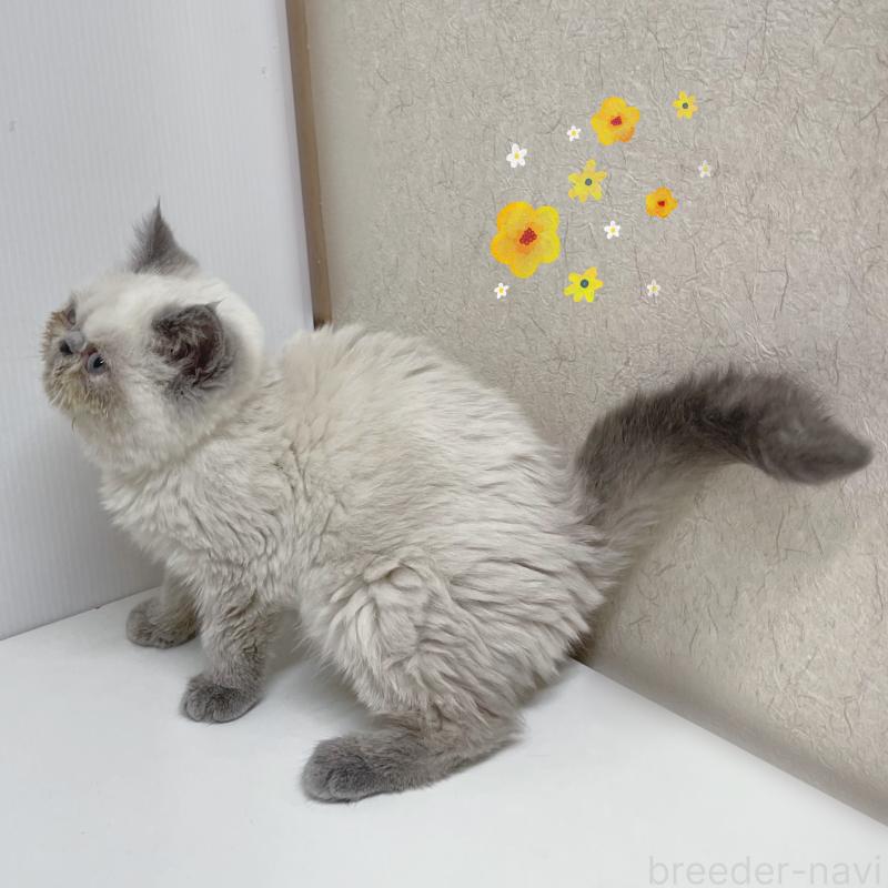 販売中の東京都のエキゾチックショートヘア-132035の2枚目