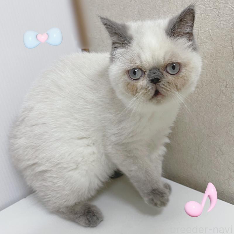 販売中の東京都のエキゾチックショートヘア-130886の7枚目