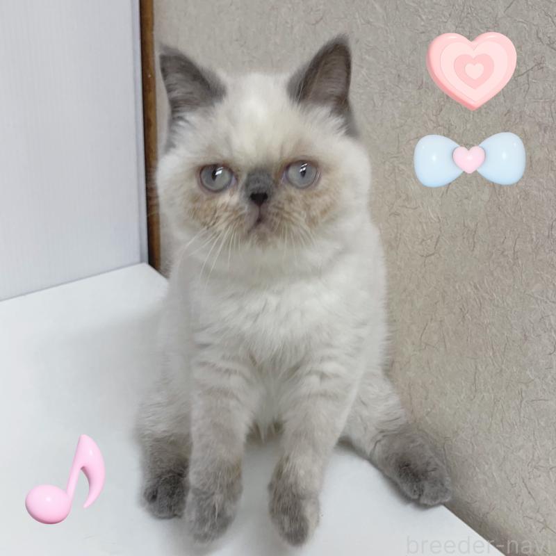 販売中の東京都のエキゾチックショートヘア-130886の6枚目